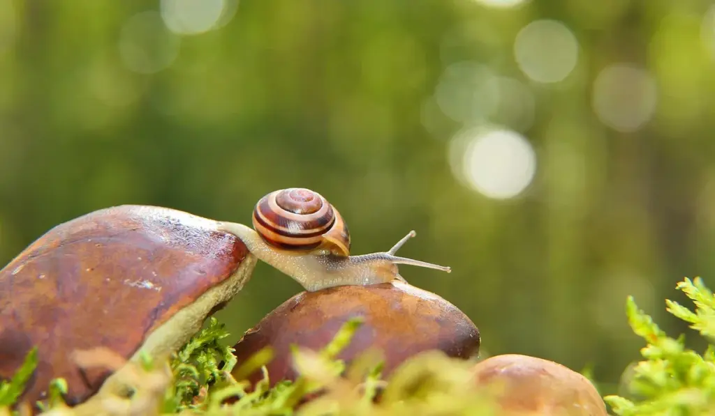 Aquarium Snail Lifespan: Your Guide to Years of Healthy Tank Cleaners