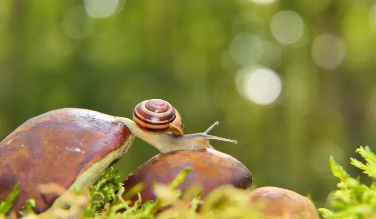 Close-up of two brown snails with spiral shells on bright green moss, with a soft-focus natural background.