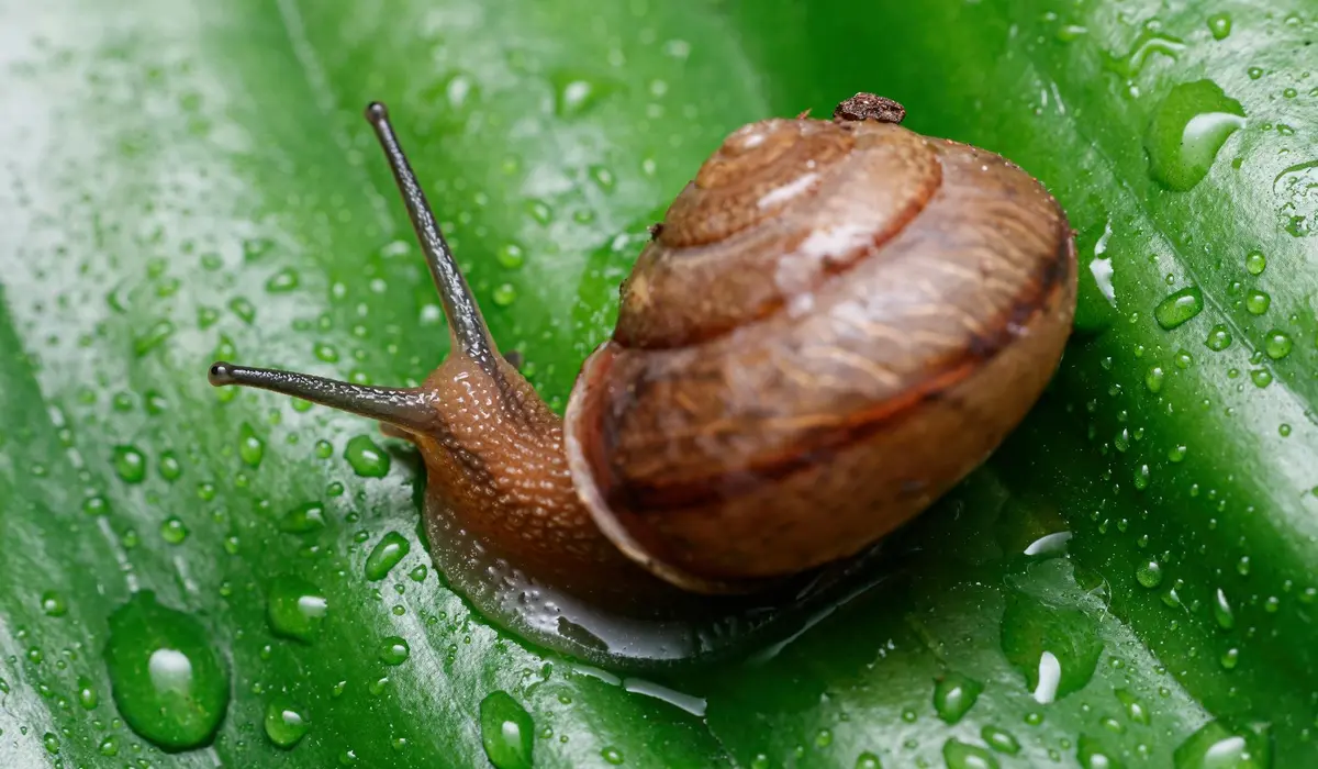 Close-up of a brown snail on a green leaf with water droplets