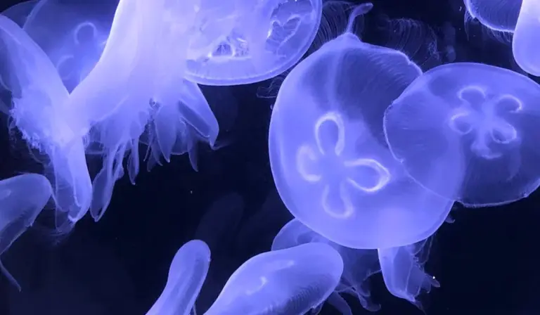 Blue jellyfish illuminated in a dark aquarium.