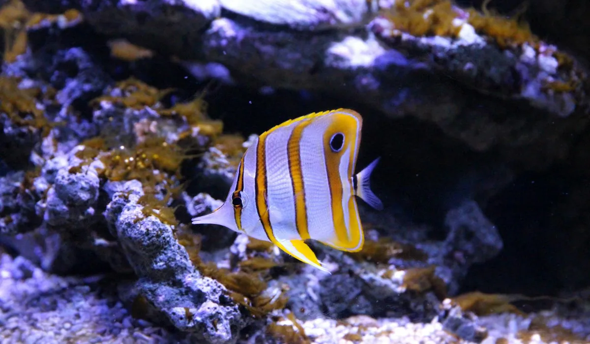 Colorful striped tropical fish swimming among rocks in a blue-lit aquarium.
