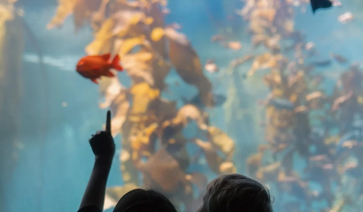 Silhouette of a person observing a red fish in a large, colorful aquarium with aquatic plants