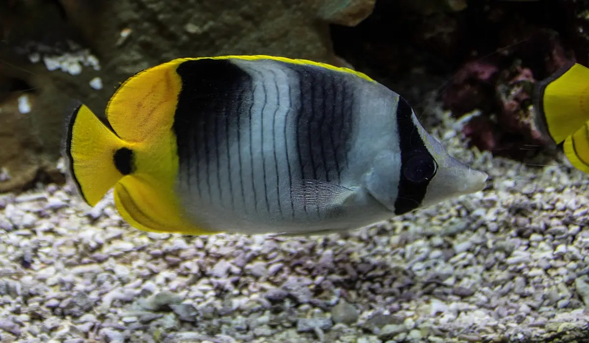 Yellow and black tropical fish swimming above a gravel substrate in an aquarium.