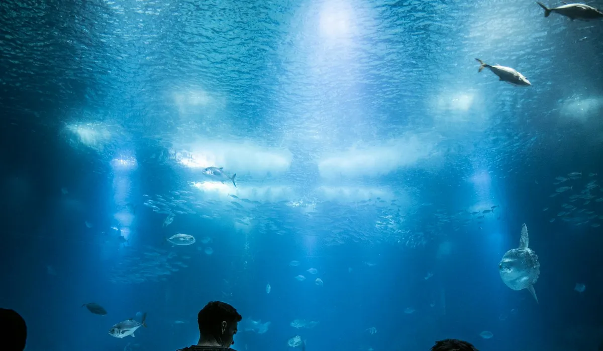 Underwater view inside a large aquarium with blue water, various fish swimming, and silhouettes of people at the bottom.