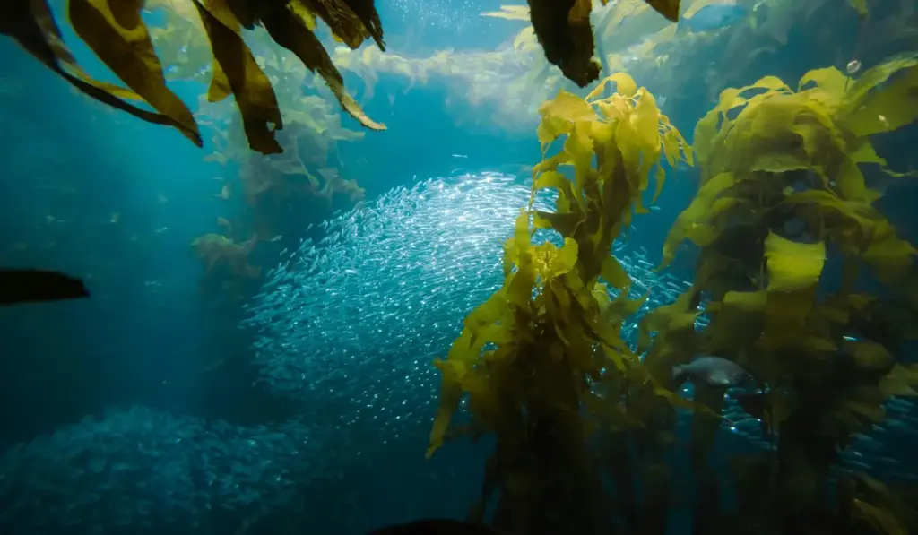 Aquarium Algae vs Cyanobacteria: Spot, Stop, and Prevent Tank Pests
