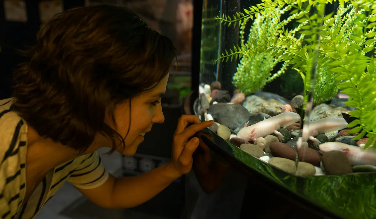 A person leaning close to a glass aquarium, looking at a tank with fish and plants inside.