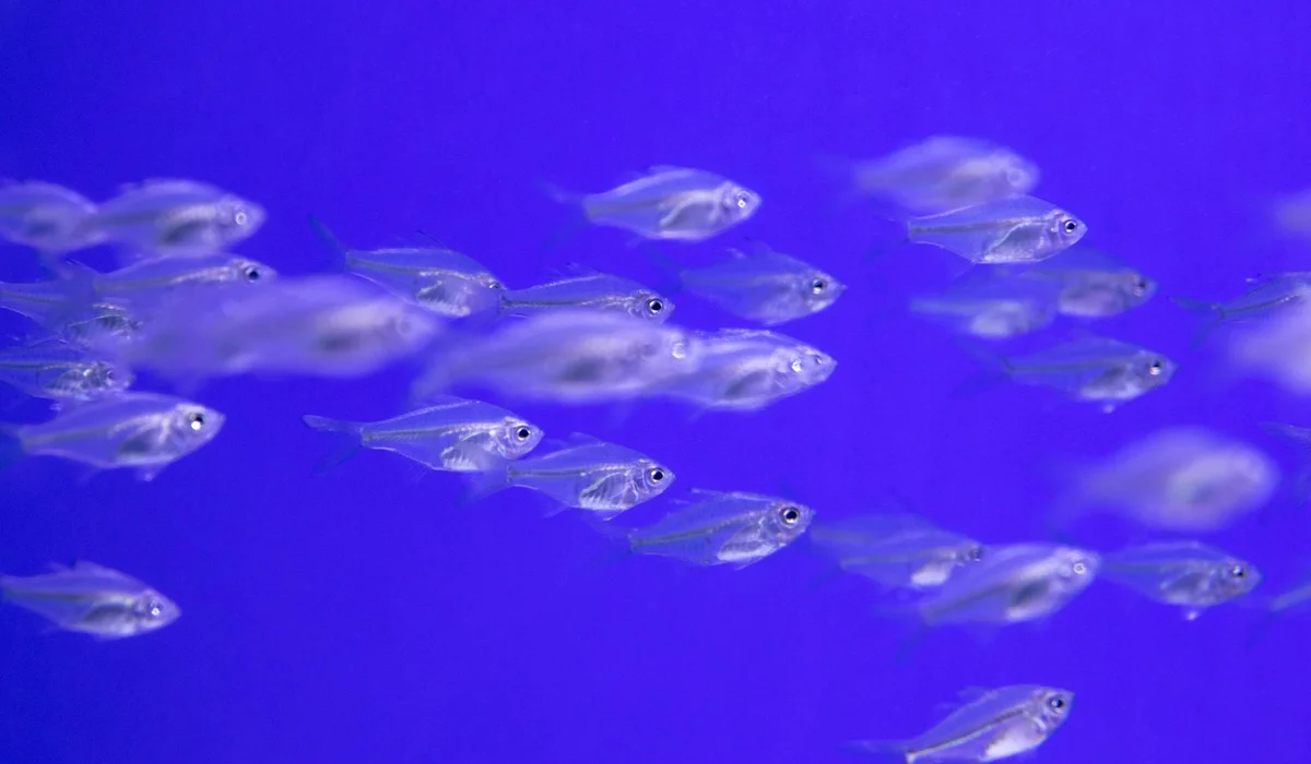 School of small silver fish swimming in a blue aquarium background.