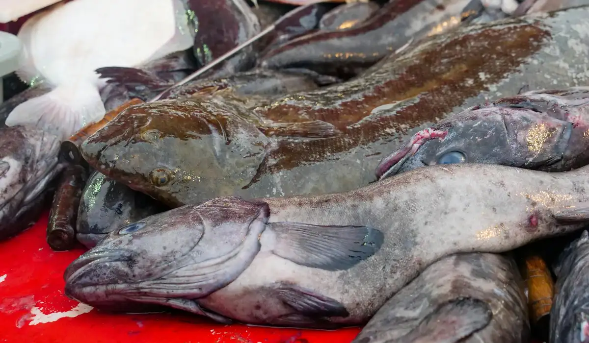 Several fish laid on a red surface