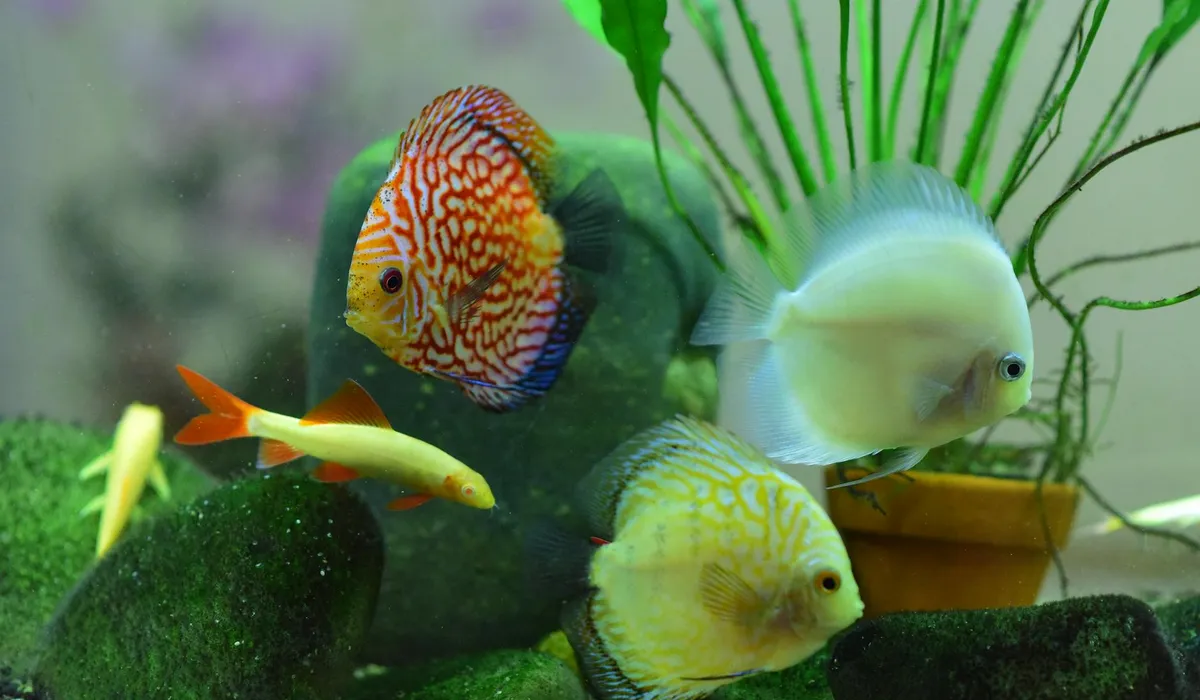 Colorful tropical fish swimming in a planted aquarium with rocks and greenery.