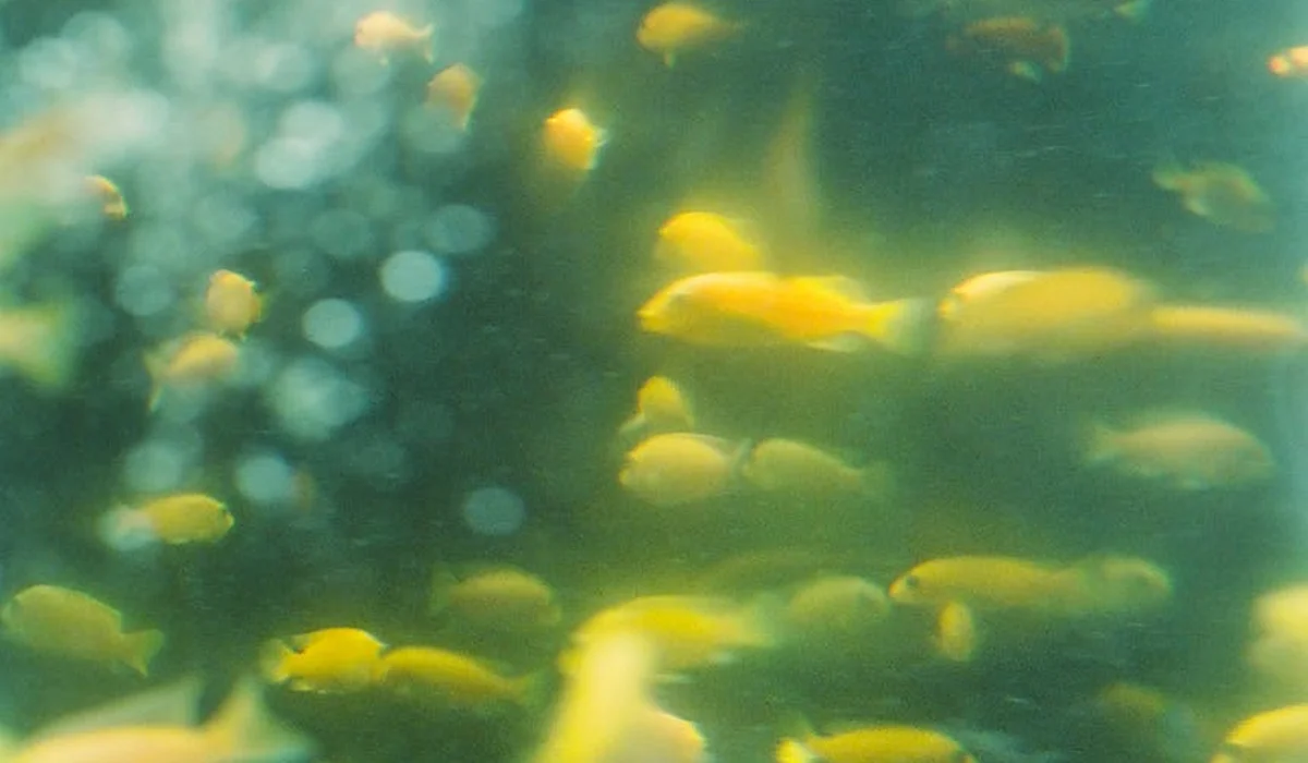 Blurry image of small yellow fish swimming in an aquarium with green-tinted water and plants in the background.