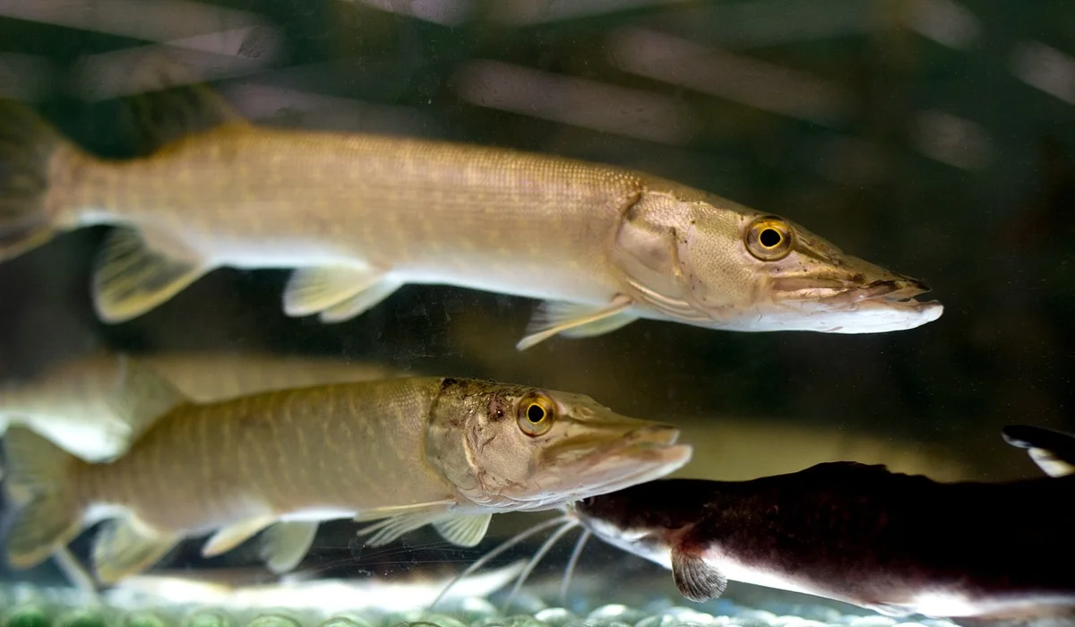 Two slender freshwater fish with long snouts swimming in an aquarium.