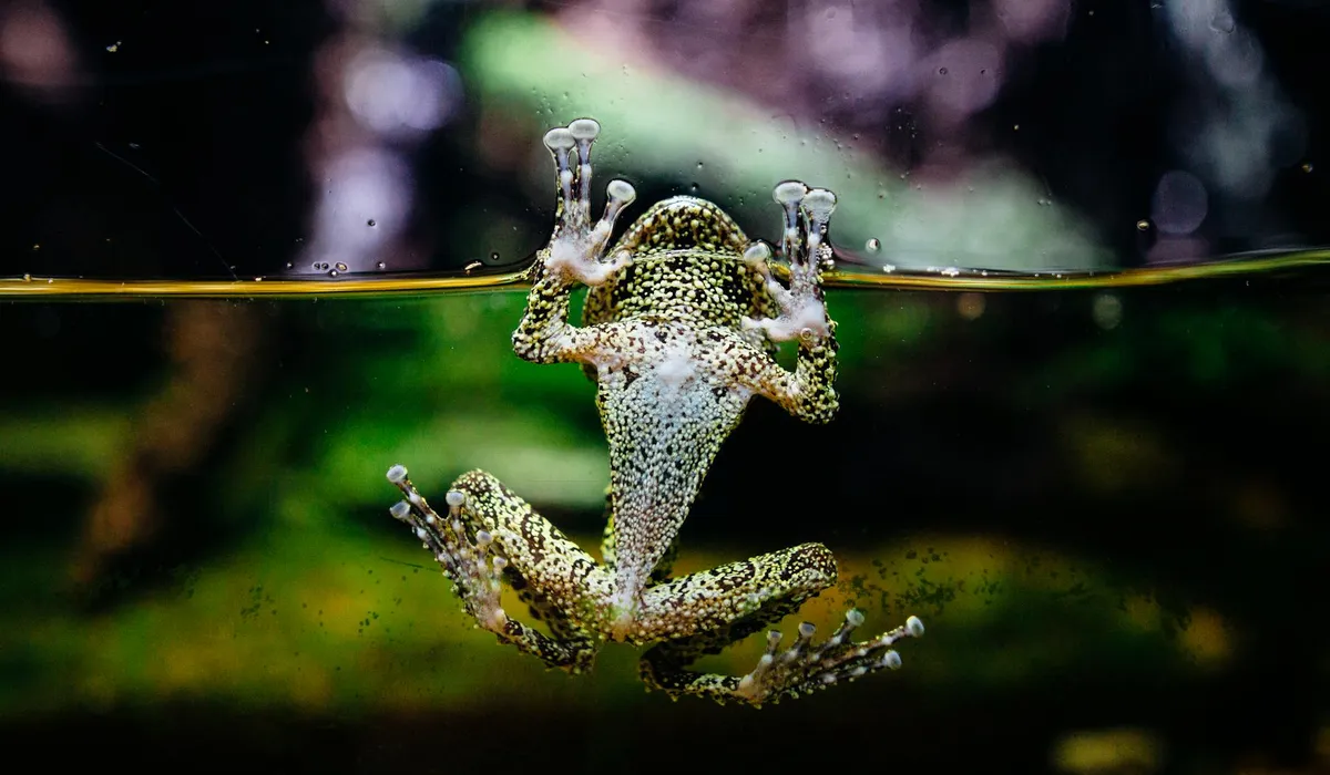 Close-up of a small frog clinging to the glass of an aquarium, seen underwater with the water surface near the top.