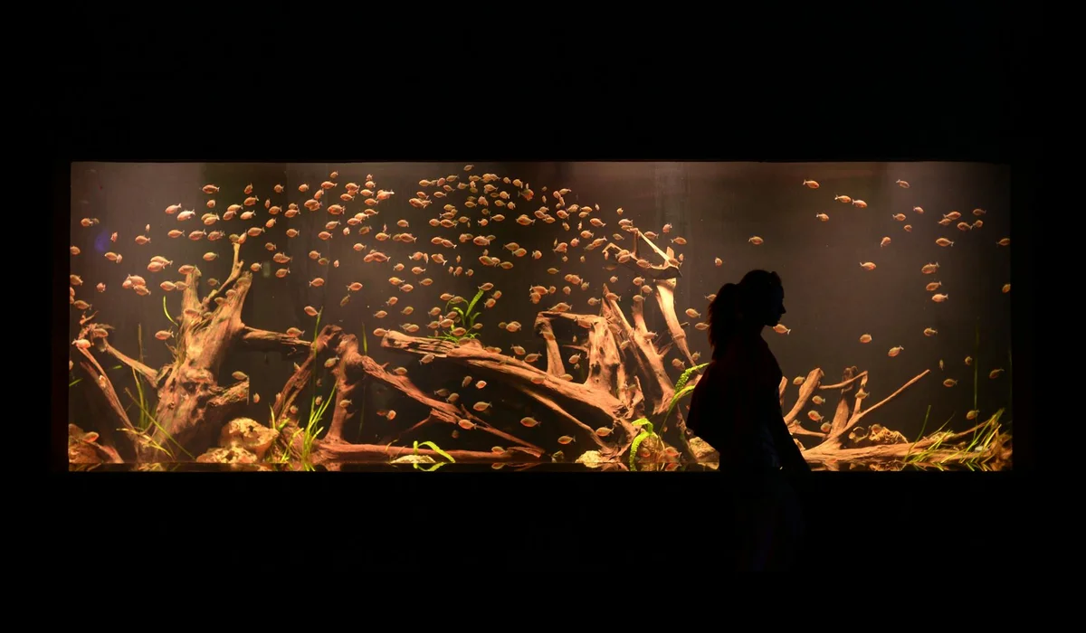 Silhouette of a person standing in front of a large aquarium filled with small fish and driftwood.