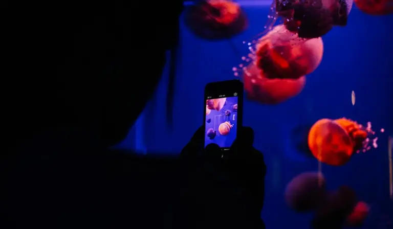 Person taking a photo of glowing jellyfish in a dark aquarium.