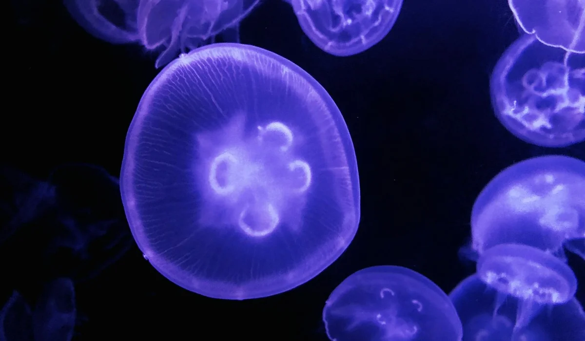 Blue and purple jellyfish glowing in a dark aquarium