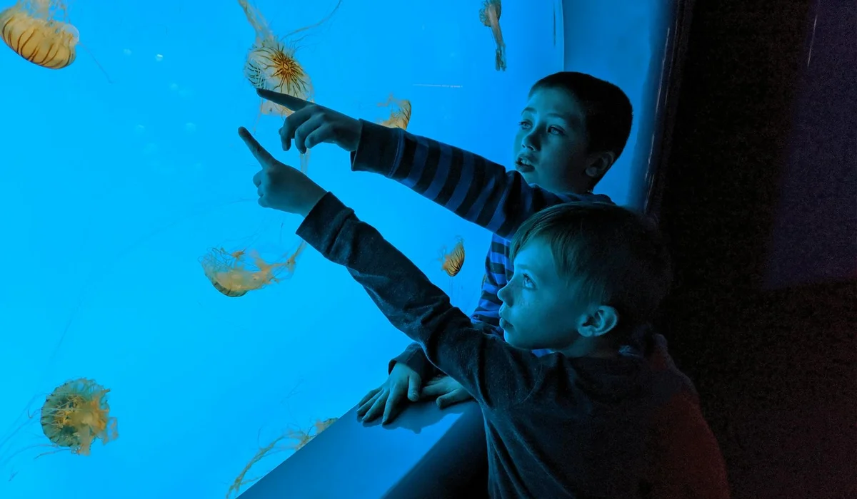 Two children observe jellyfish through a blue-lit aquarium, illustrating the balance of filtration types in a tank.