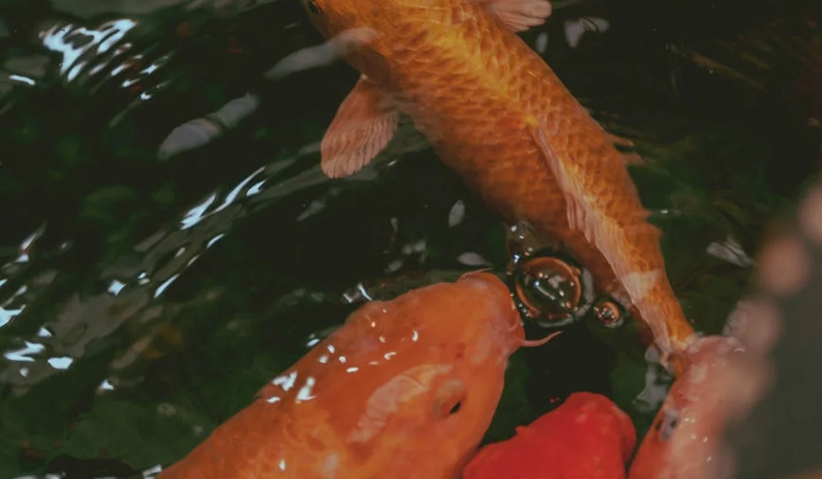 Orange koi fish in a dark aquarium with water ripples and reflections on the surface.