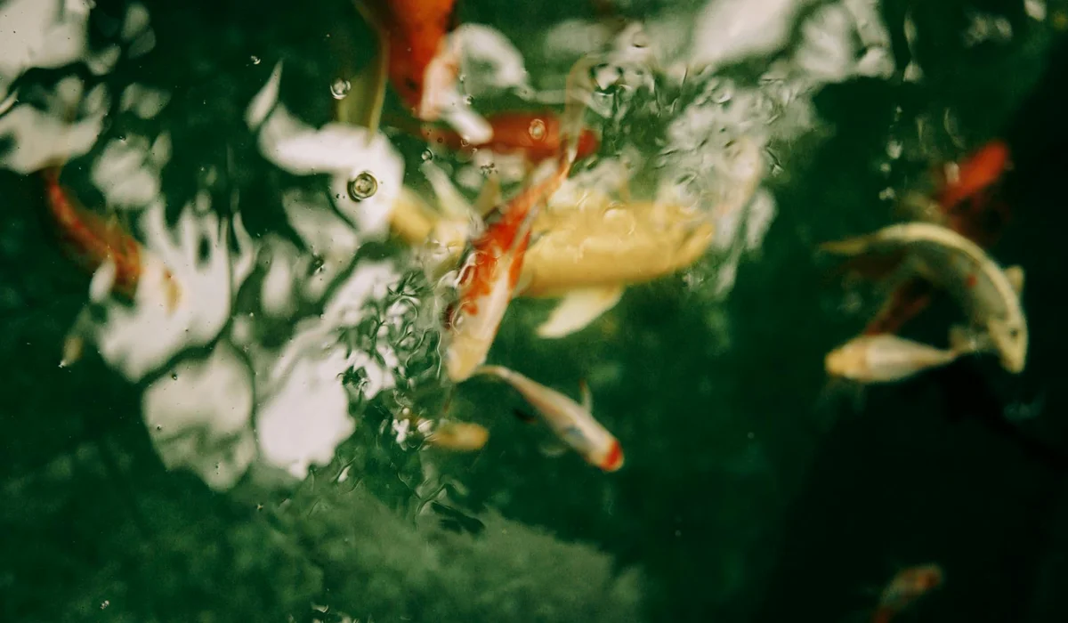 A lush green aquarium with orange and white fish swimming among plants and bubbles.