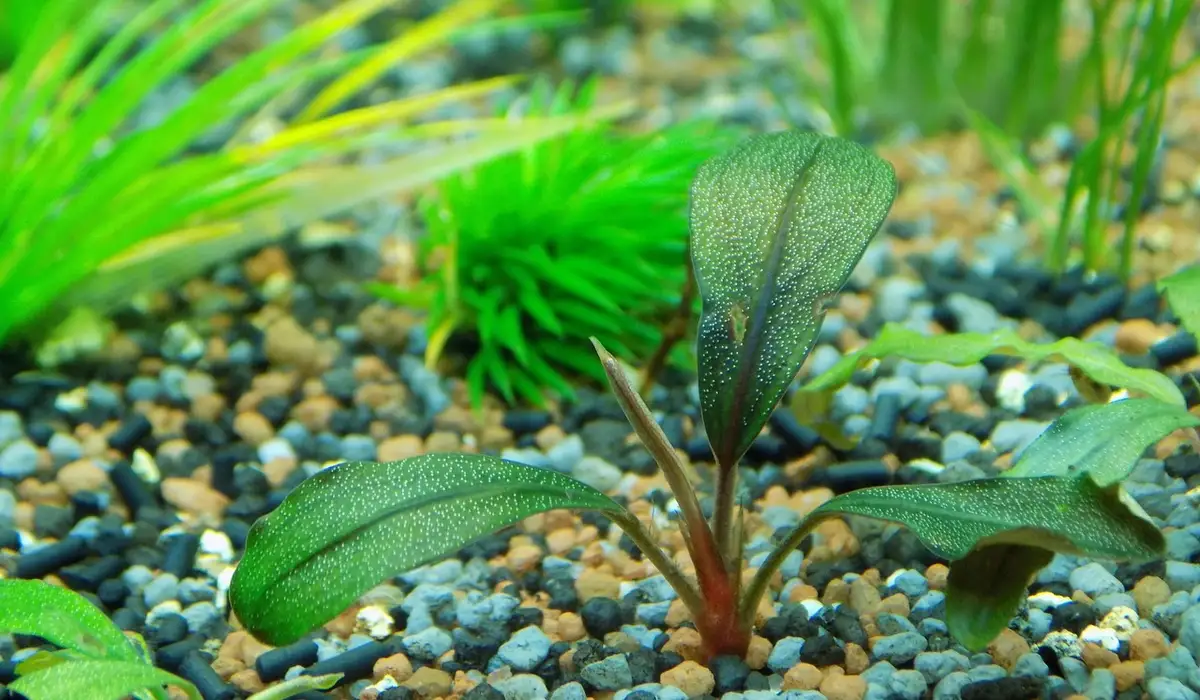 Close-up of a young aquarium plant with broad green leaves and a reddish stem growing in gravel.