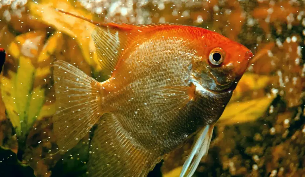 Aquarium Plants Dying and Water Turning Brown? Uncover the Causes and Solutions