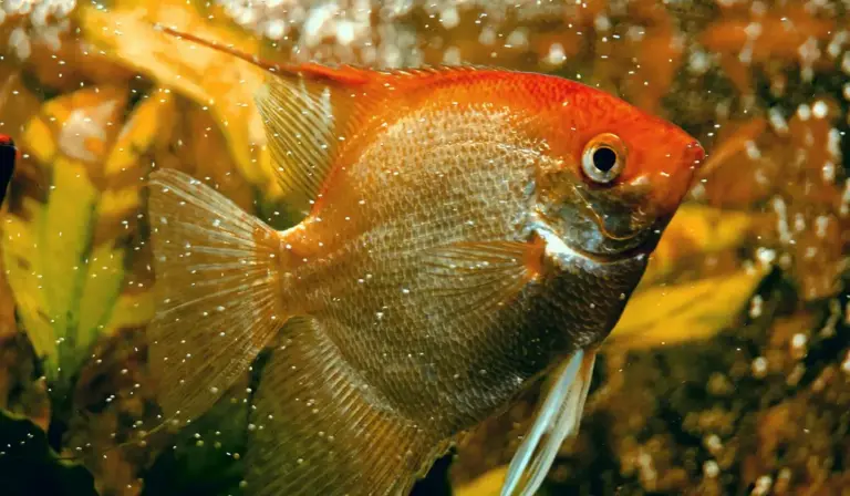 Red-orange freshwater fish in a dim, brown-tinted aquarium with aquatic plants and suspended particles.