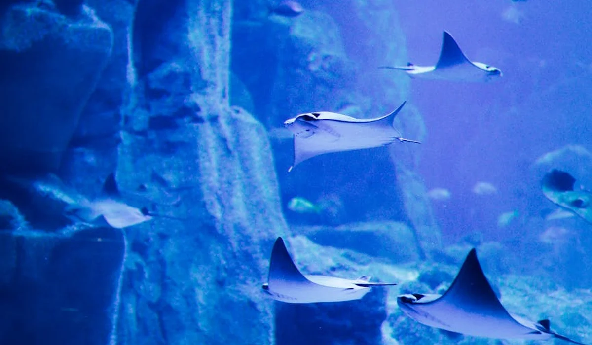 Blue aquarium scene with several stingrays swimming among rocks