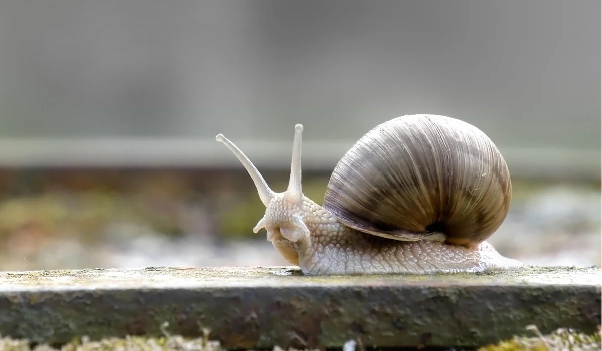 Close-up of a single aquarium snail with a spiraled shell on a damp, textured surface
