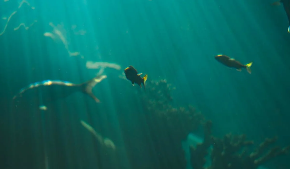 Underwater view of fish swimming in an aquarium with sunlight streaming through the water