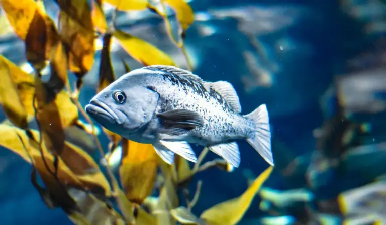 A silver fish swimming among yellow-brown aquatic plants in a blue aquarium.