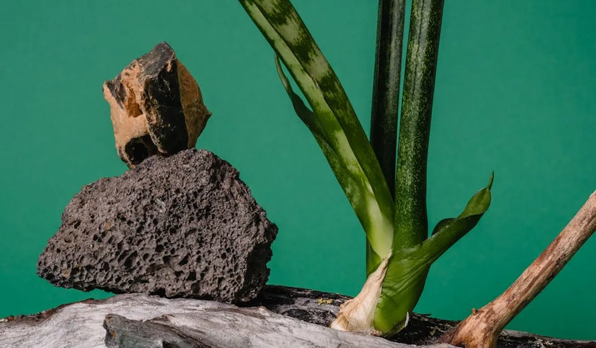 Close-up view of rocks and driftwood arranged in an aquascape with a green backdrop.
