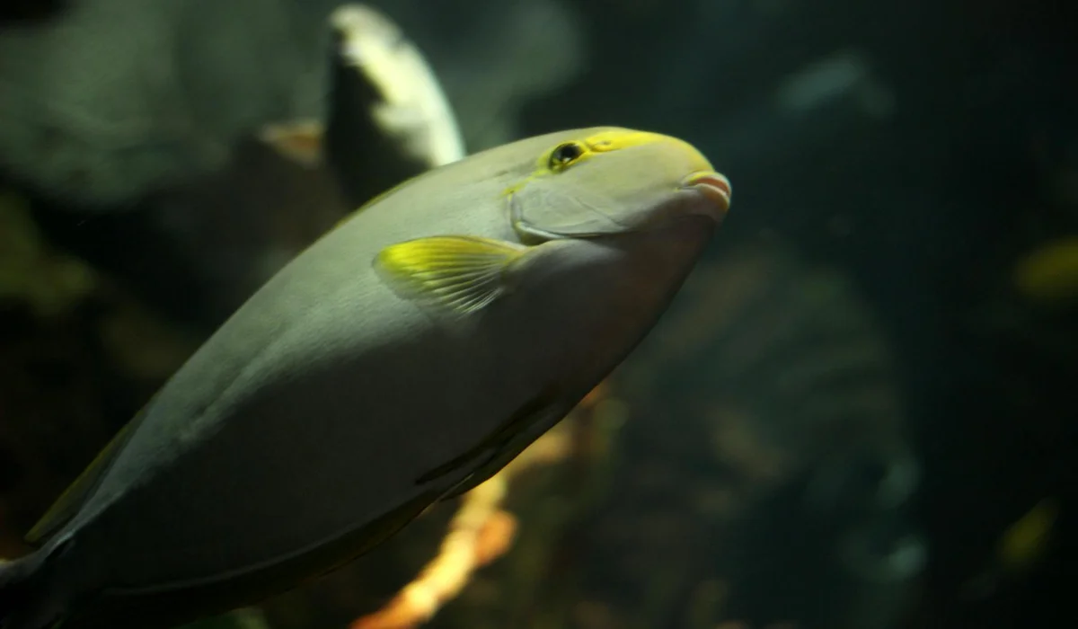 Close-up of a grey fish with yellow fins swimming in an aquarium