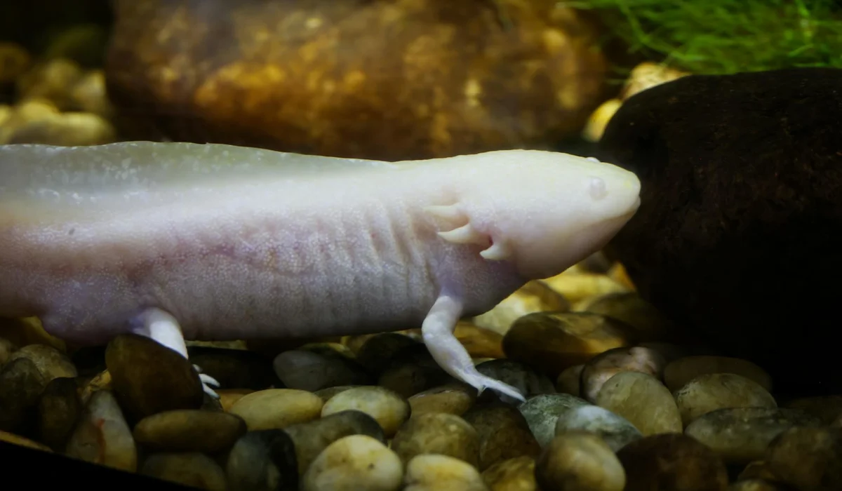 Pale axolotl swimming over smooth gravel in an aquarium
