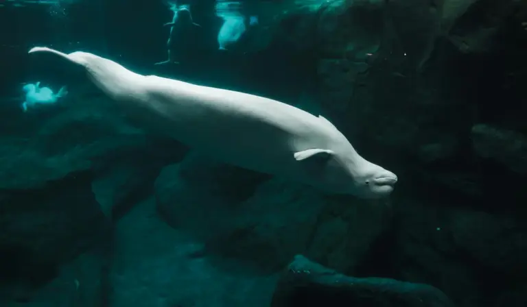 A beluga whale swims underwater inside a dimly lit aquarium exhibit with rocky walls.