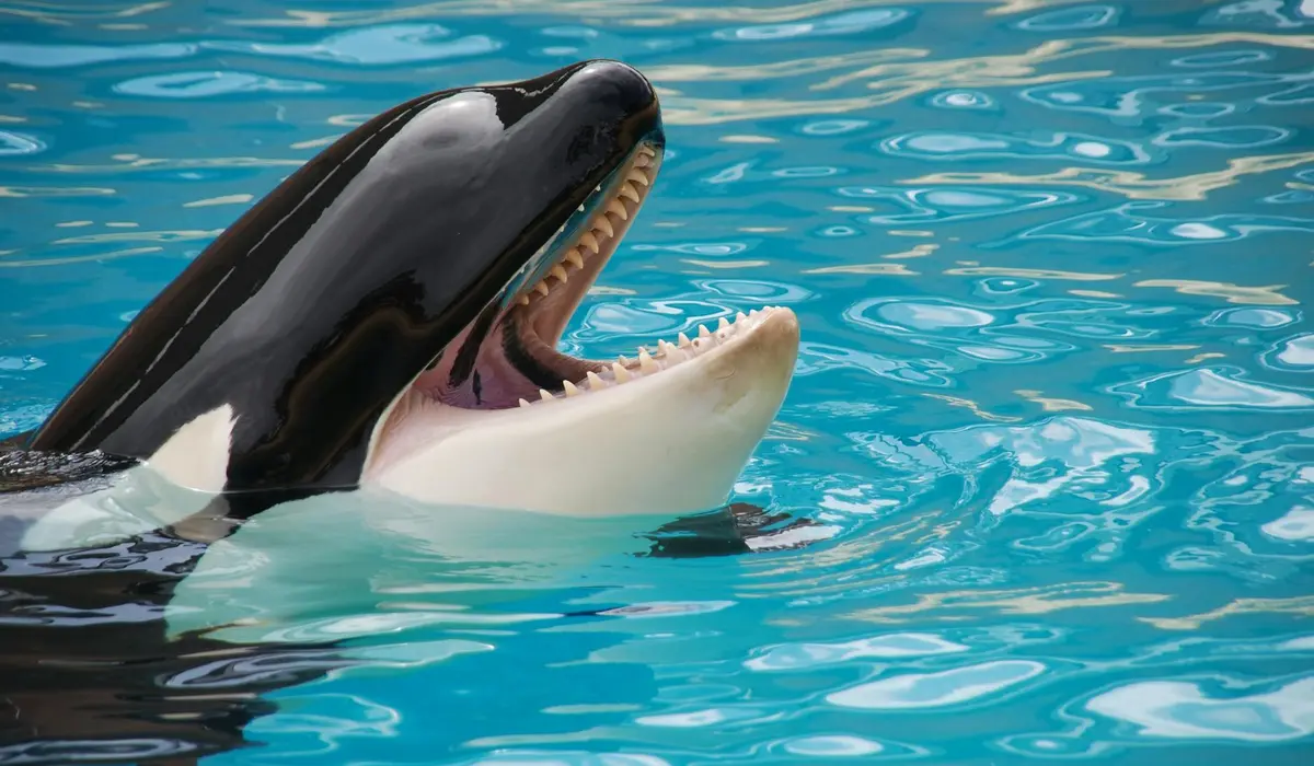 Beluga whale with open mouth surfacing in bright blue aquarium water