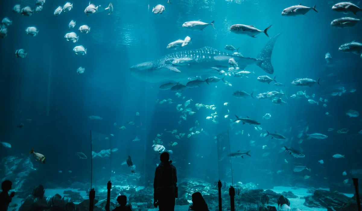 Silhouetted visitors observe an expansive aquarium tank with swimming marine life, including a large central creature and school of smaller fish.