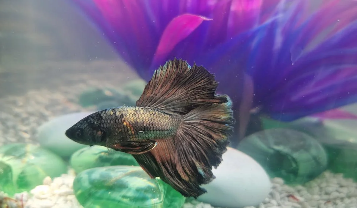 Betta fish in a small freshwater aquarium with colorful background and decorative stones, illustrating the importance of routine tank maintenance for plant health.