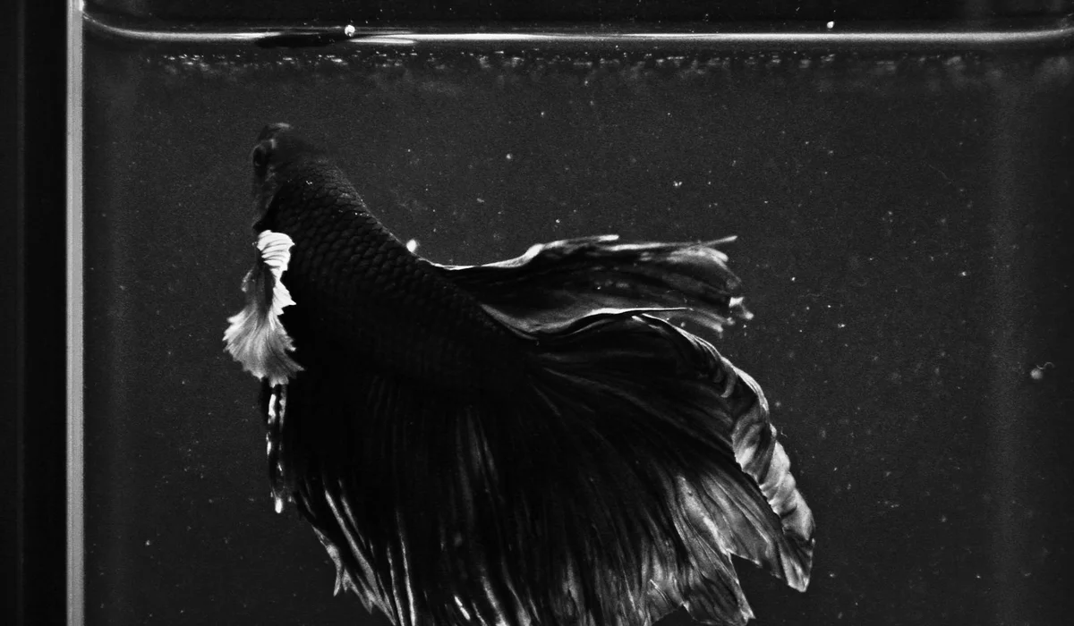 Black and white photograph of a betta fish with long flowing fins swimming in a glass aquarium