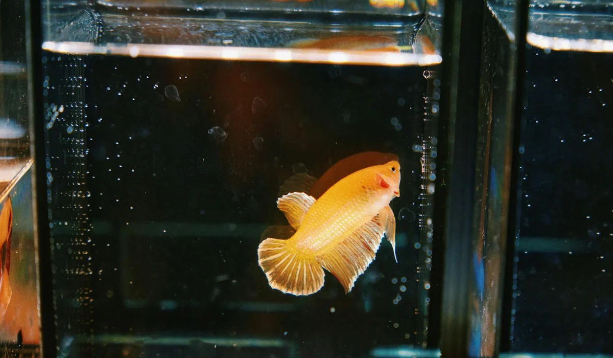 Orange betta fish in a transparent glass tank with bubbles