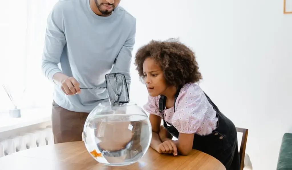 How Often to Clean Your Betta Tank: The No-Stress Schedule for a Thriving Fish
