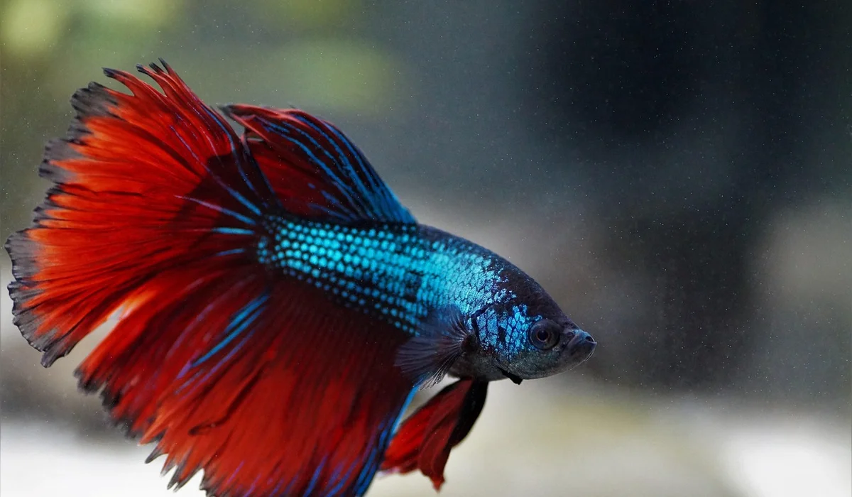 Vibrant blue and red betta fish swimming in a clear aquarium