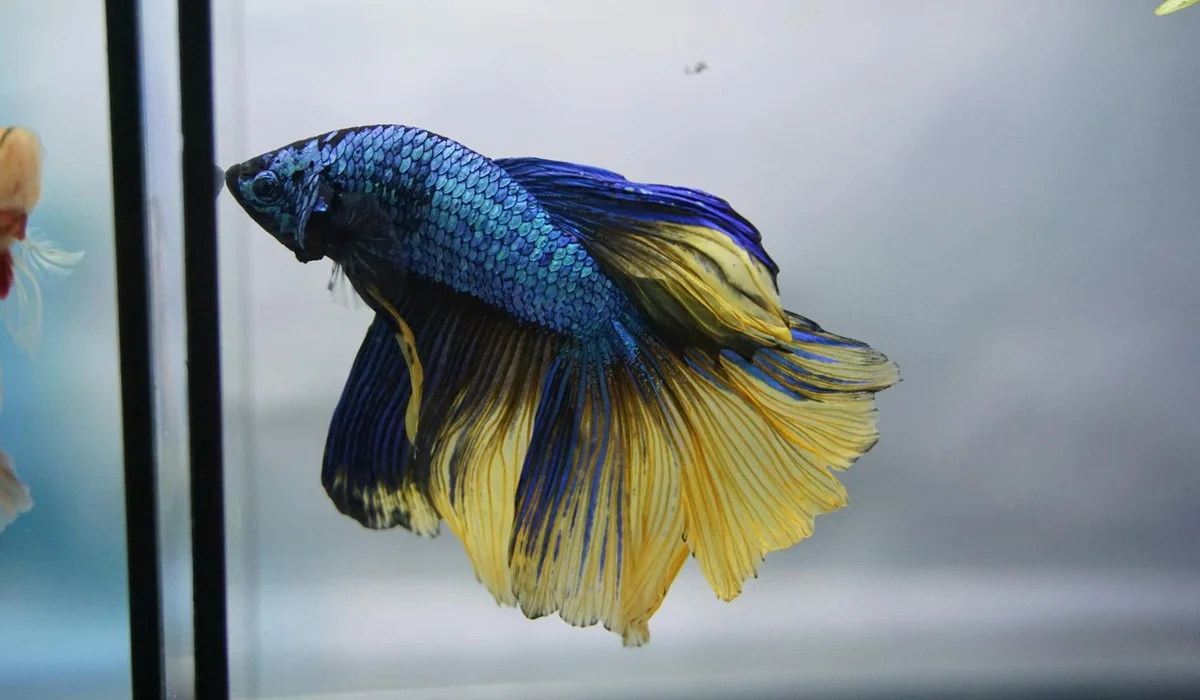 Blue and yellow Betta fish swimming in a glass aquarium.