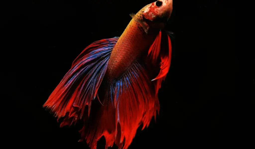 Stop Fish Fin Nipping: Your Hands-On Guide to a Harmonious Tank