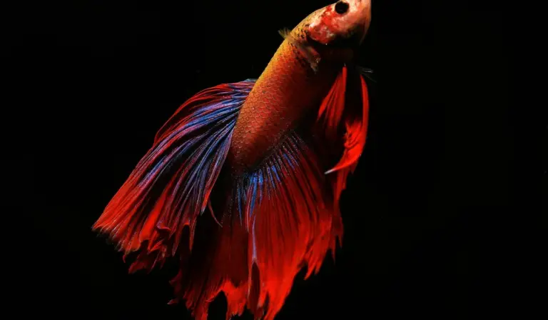 Colorful betta fish with red and blue fins swimming against a black background.