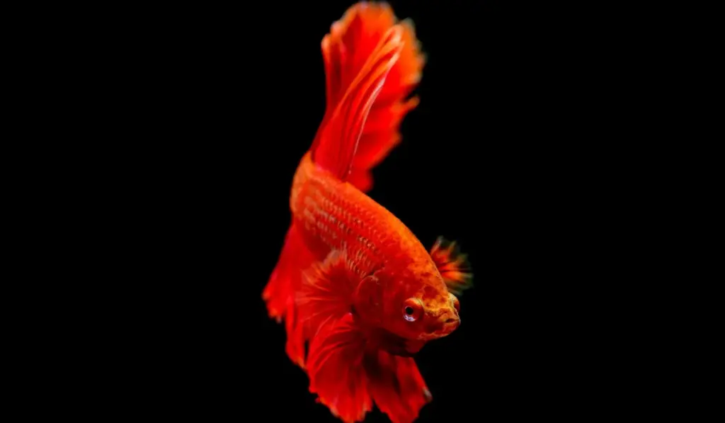 Do You Need to Feed Your Fish While on Vacation? Automatic Feeders & Proven Strategies