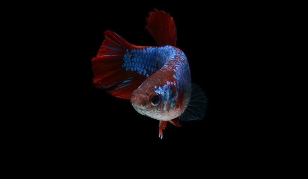 Reading the Water: How to Spot Stress in Your Aquarium Fish Before It’s Too Late