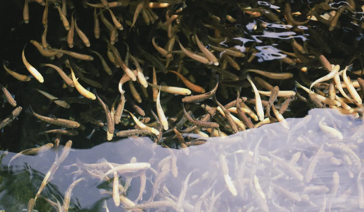 A densely packed school of small, slender fish swimming together in an aquarium, with light shimmering on the water surface.