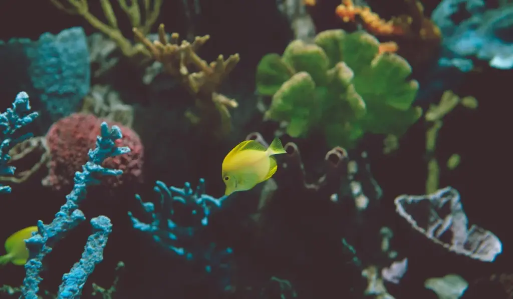 Your Guide to a Perfect Biotope Aquarium: Recreate a Slice of Nature