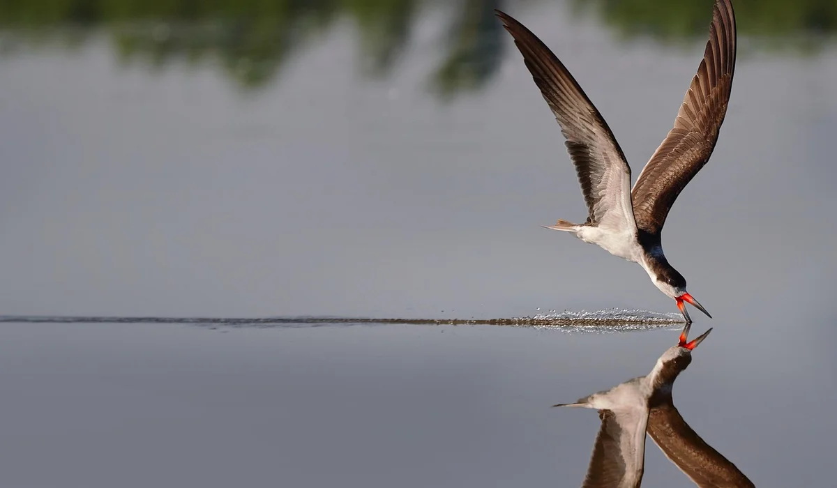 A bird skimming the calm water with its reflection visible on the surface.
