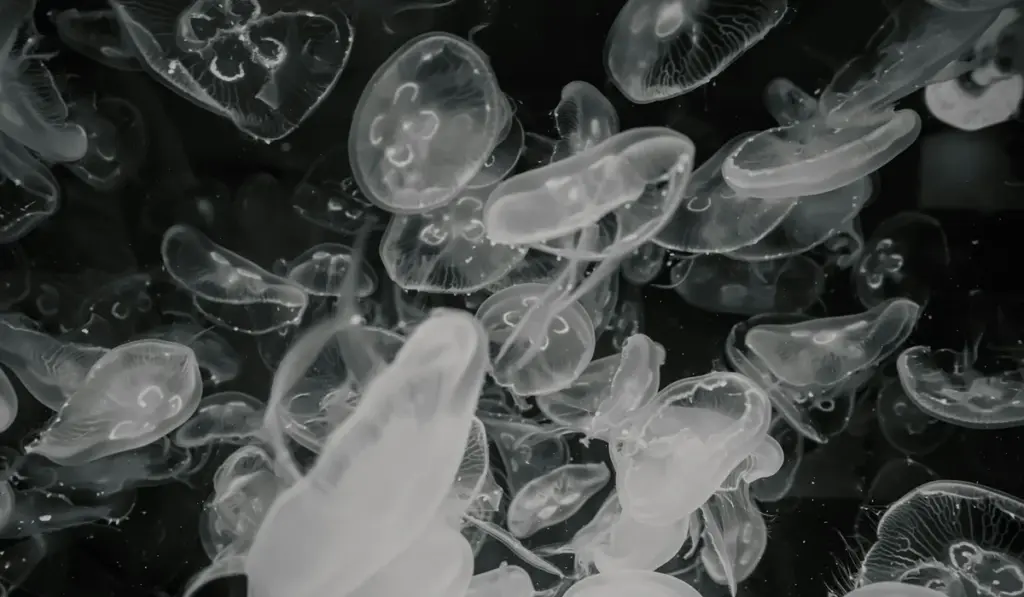 Aquarium Salt vs. Marine Salt: Your Clear Guide to the Right Choice