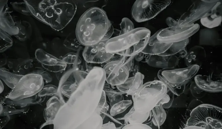 Cluster of jellyfish in a dark aquarium photographed in grayscale.